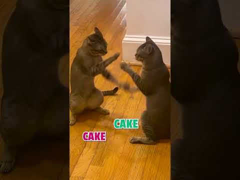 Video: Mengapa kucing membuat patty cake?