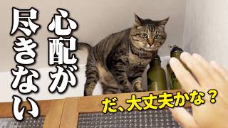 確実に年老いてゆく猫たちを目の前にして思うこと