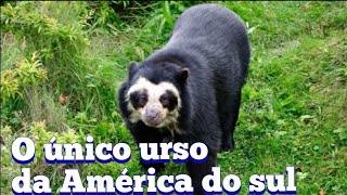 URSO DE ÓCULOS| A ÚNICA ESPÉCIE DE URSO DA AMÉRICA DO SUL.