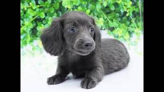 ダックスフンド（カニヘン／ロング）（ブルー）の男の子（8/1生まれ）