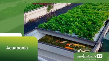 ACUAPONÍA EN 2 MINUTOS