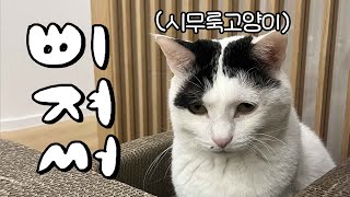 고양이도 집사에게 삐질까? (feat. 수의사)