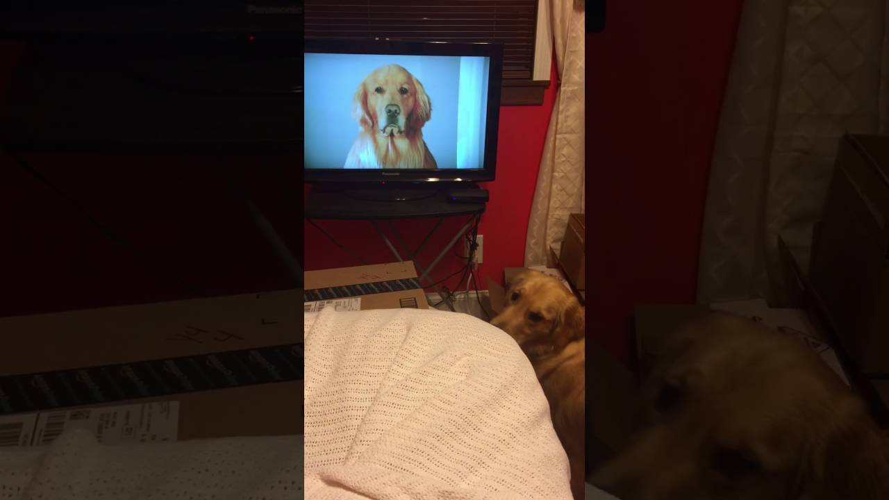 Golden Retriever loves Amazon Prime Commercial YouTube