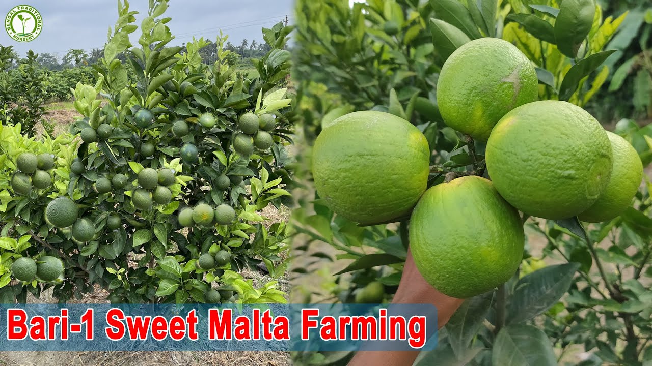 Bari1 Sweet Malta Farming. Most Profitable Farming Contact