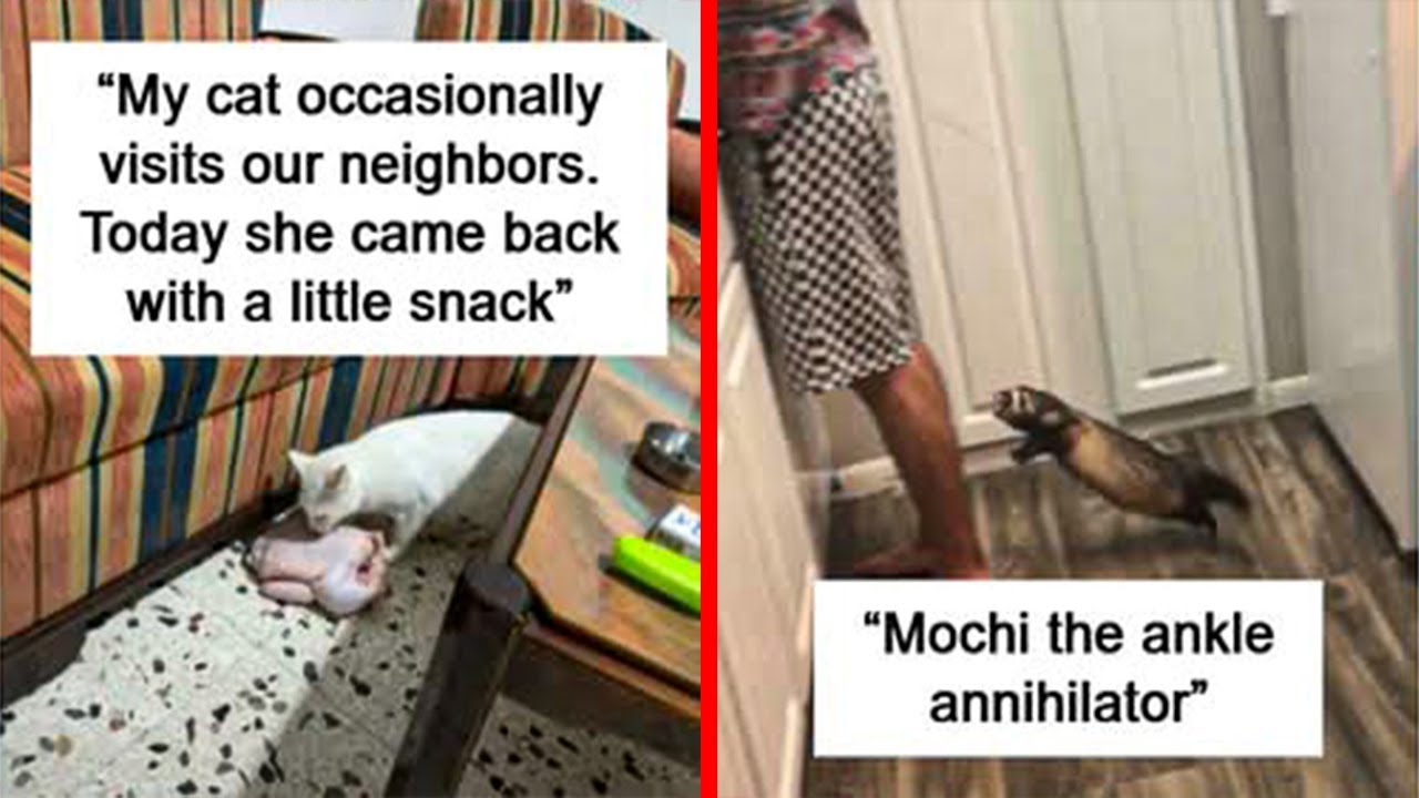 Moments When Owners Looked Away For Seconds And Their Pets Created Total Chaos