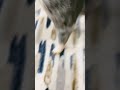Dog transition