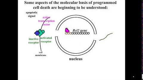 Bcl2 gene activation in apoptosis