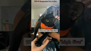Top 5 Funny Cat Antics
