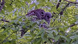 Young Barred Owl Gets A Long Preening Visit From Adult While Perched In The Trees may 12 2025