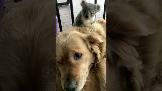 Sweet Dogs & Their Unlikely Friends 9