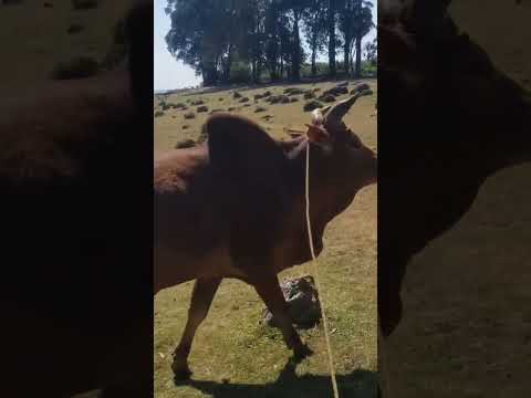December 30 2024ምርጥ ቀረርቶ ምርጥ ቀረርቶ Ethiopian Best Amharic Habesha Fukera Horse Kererto