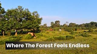 Look Around Freely in 360° - North Gate, Beaulieu, New Forest - Spring Sunrise