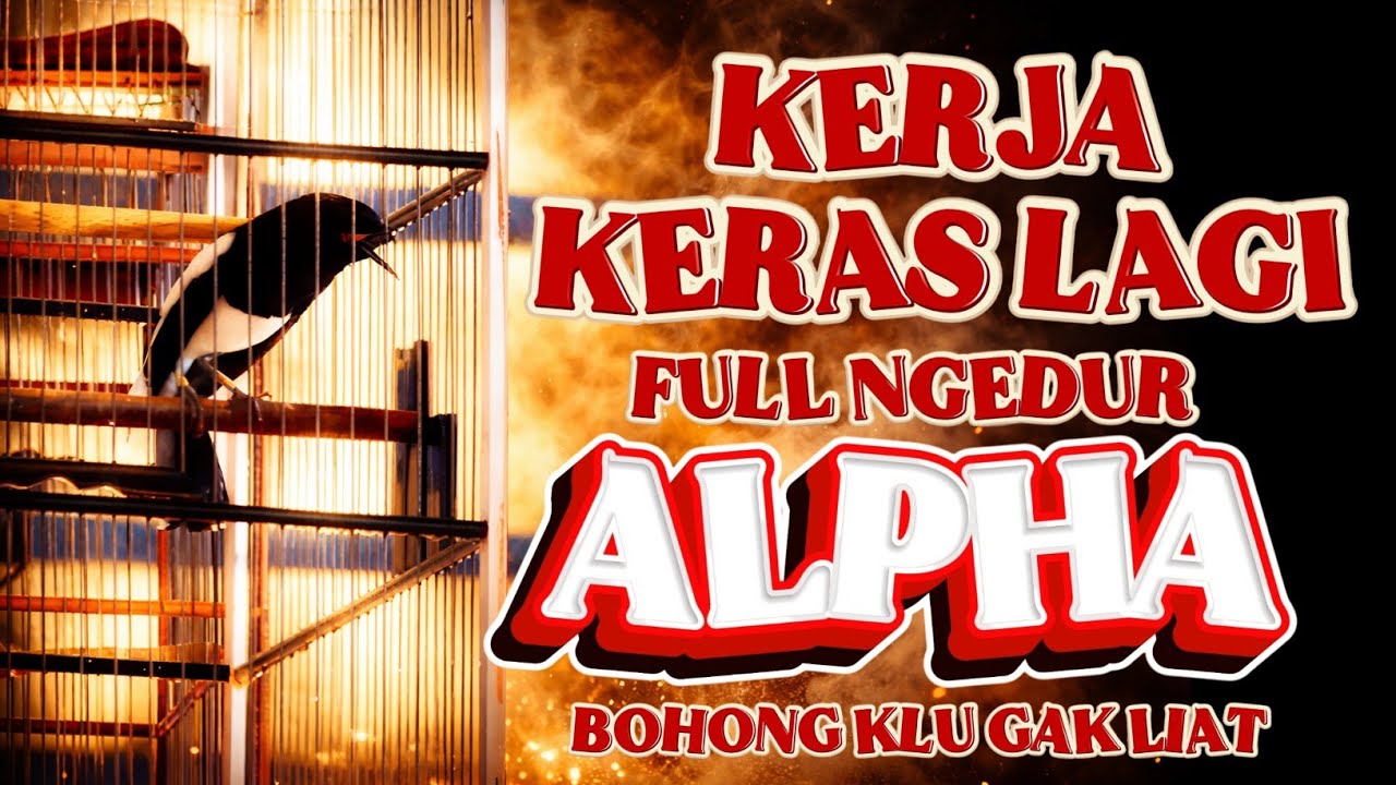 KERJA KERAS FULL SUJUD SUJUD HORMAT JURI🔸KACER ALPHA BELOM HOKI🔸BOSS KACONK SF KARAWANG