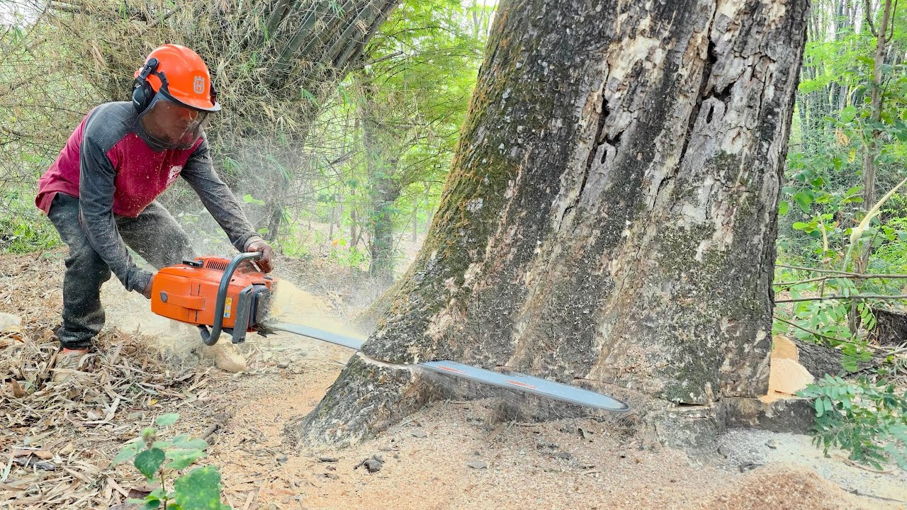 A little problem... The felling of 2 old trees behind the house‼️
