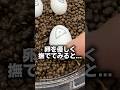 【爆誕!!】卵を優しく撫でてみると... #reptile #爬虫類