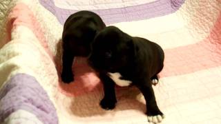Owenstaff Puppies 4 Wks By Dugar De Baladrar Gutsey Fighter X Owenstaff Sweet Dream