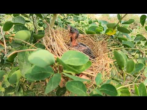 Video: Novorozený plačí: uklidňující středně-noční slzy