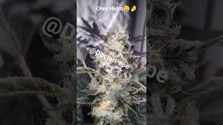 13/14 Hidro Hermosura 🤤 #rap #viral