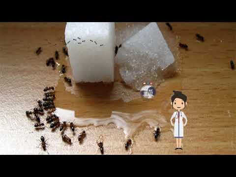 Video: Çfarë Dhe Si Hanë Insektet
