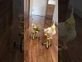 Parrots Are Secret Comedians