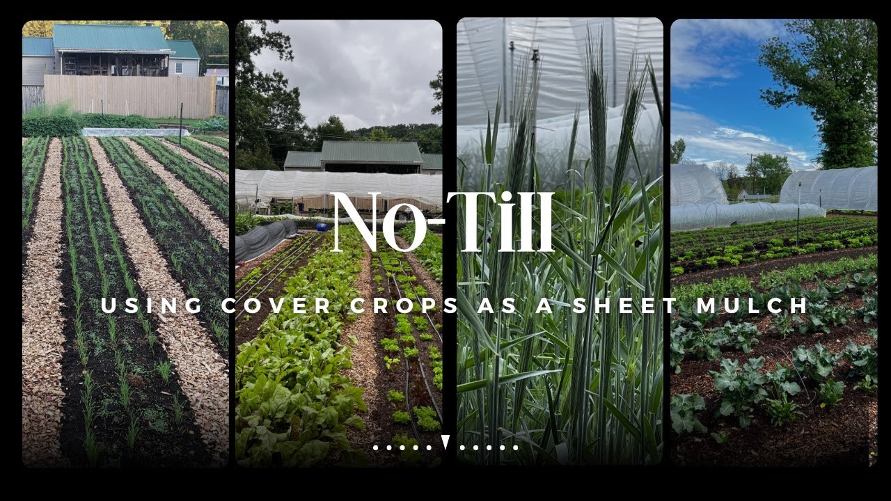 КАК СОЗДАТЬ ИДЕАЛЬНЫЙ САД ПО МЕТОДУ НУЛЕВОЙ ОБРАБОТКИ ПОЧВЫ: ИСПОЛЬЗУЯ ПОКРОВНЫЕ КУЛЬТУРЫ В КАЧЕС...