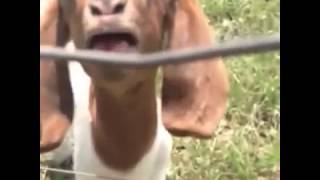 Goat says what what