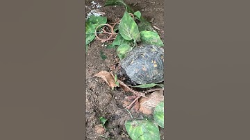 Spring Cleaning for my Box Turtle - Part 1
