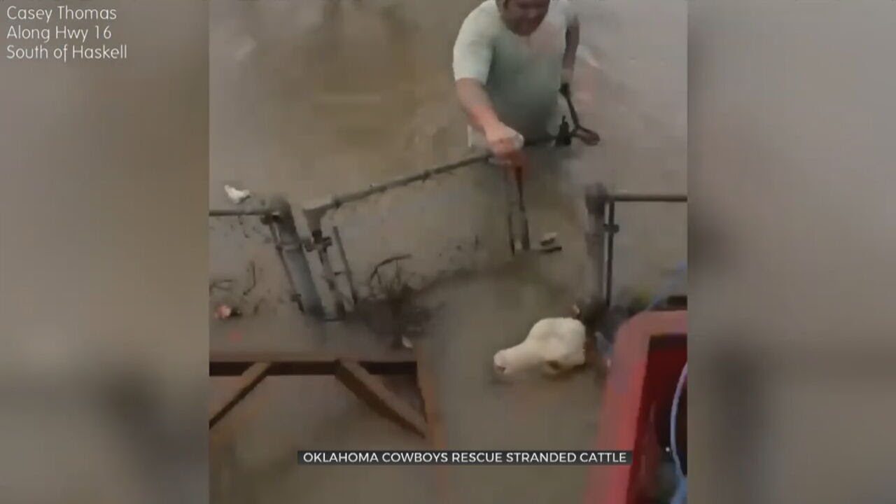 Oklahoma Cowboys Rescue Stranded Cattle Caught In Flooding