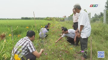 Phát triển sản xuất nông nghiệp gắn với bảo vệ môi trường | TayNinhTV
