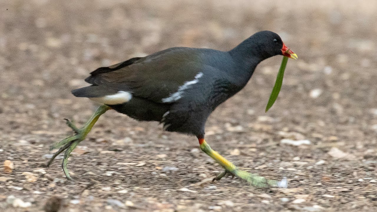 Moorhen Nesting Behaviour Coy Pond, Westbourne, Dorset