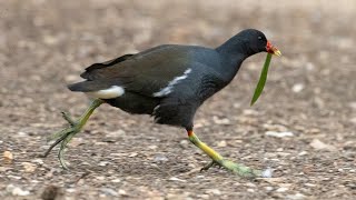 Moorhen Nesting Behaviour Coy Pond, Westbourne, Dorset