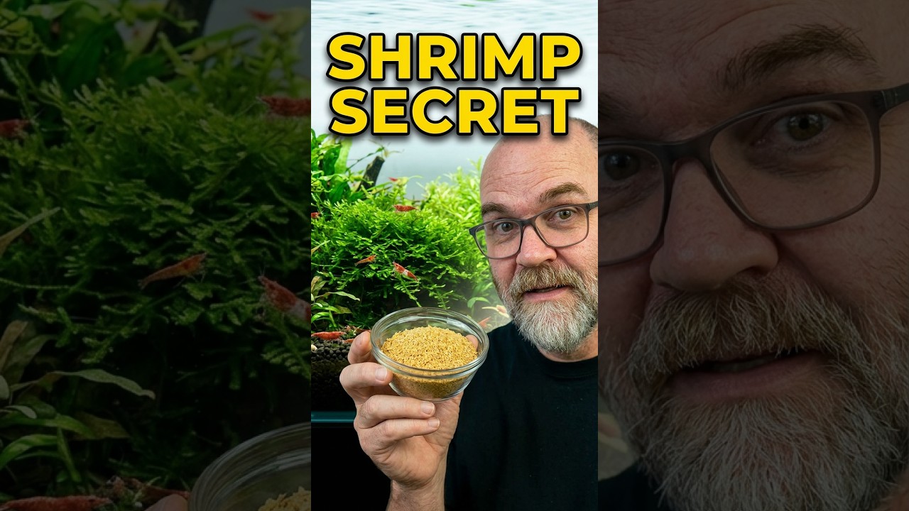 Why I Use Rice Bran in My Shrimp Tanks