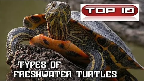 Quanti tipi di tartarughe d'acqua ci sono?