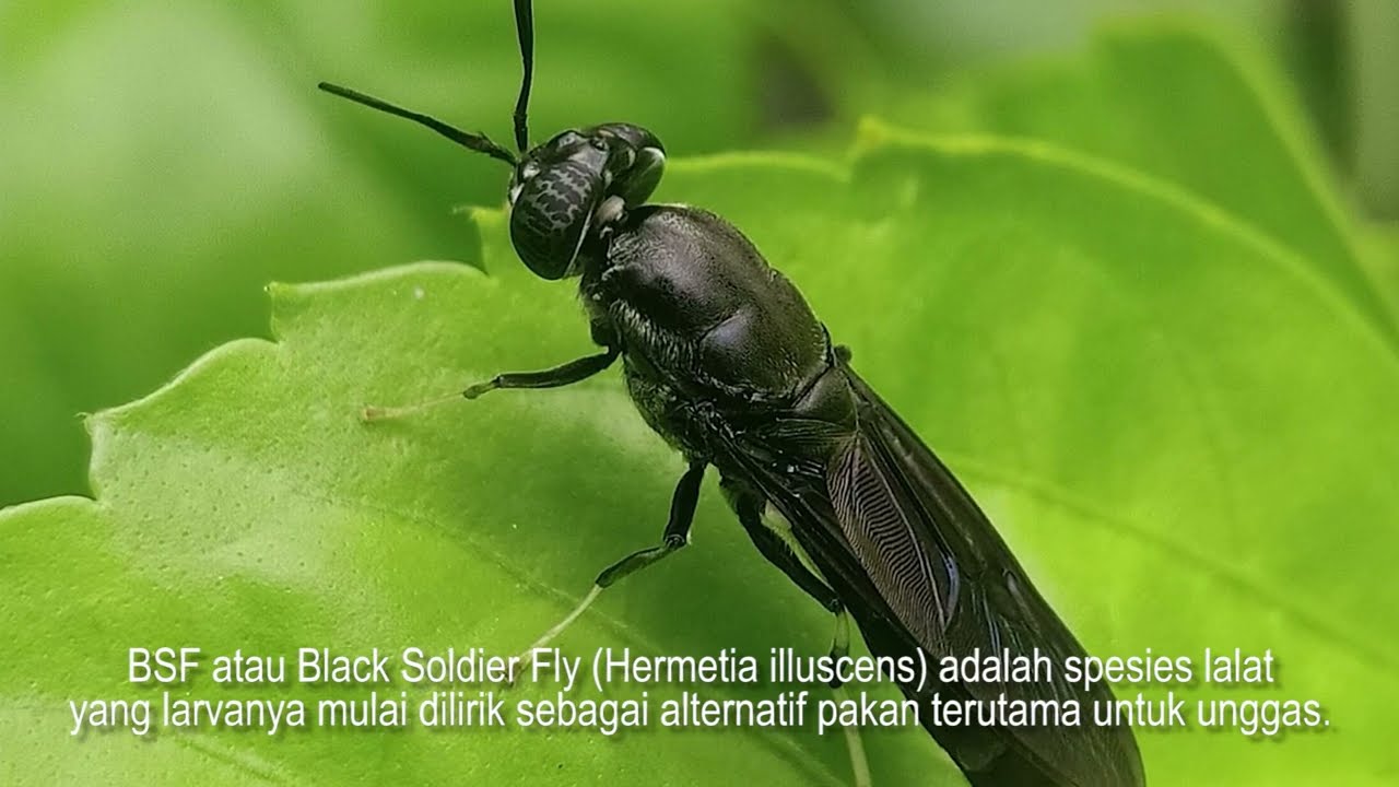 Nymphaea Kerja Nyata : Proyek Amal Bazoga Budidaya BSF