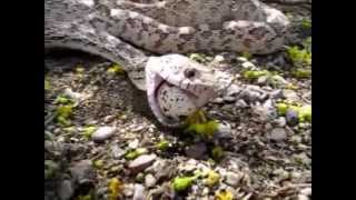 Gopher Snake eats Quail egg 1.wmv