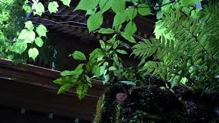 Kifune Soundscape 本宮