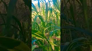 #remix #newsong #dj #soniajanghu