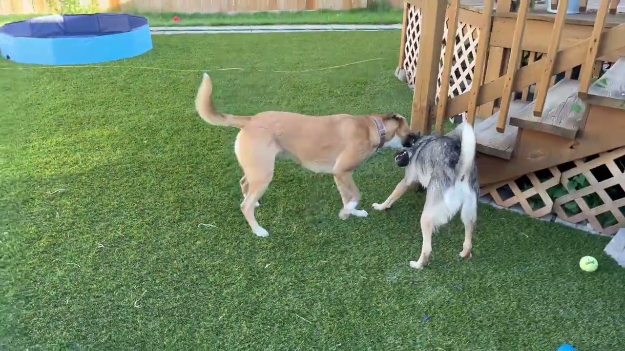 Back Yard Dog Park - Summer 2023