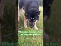 why does my dog eat grass? #husky #dog #dogbreed #shepsky #germanshepherd