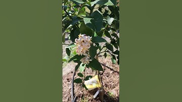 TONS of Lemons on our newly planted Meyer lemon tree 👀