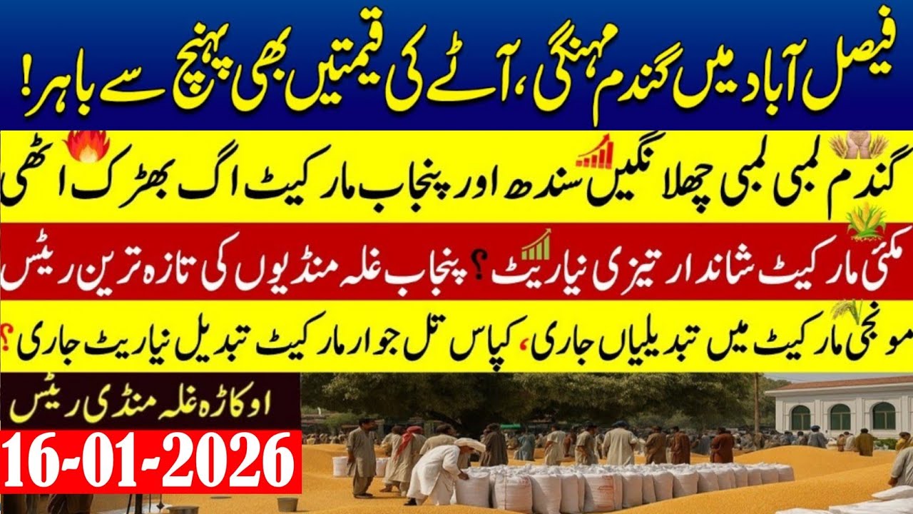 Today Wheat price in punjab//گندم کا ریٹ2026/munji makki till sarso/Galla mandi rate today 2026
