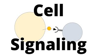 Cell Signaling Types (Paracrine, Endocrine, Juxtacrine, ...)