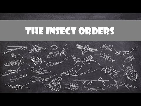 Defining Characteristics of the Insect Orders | Entomology