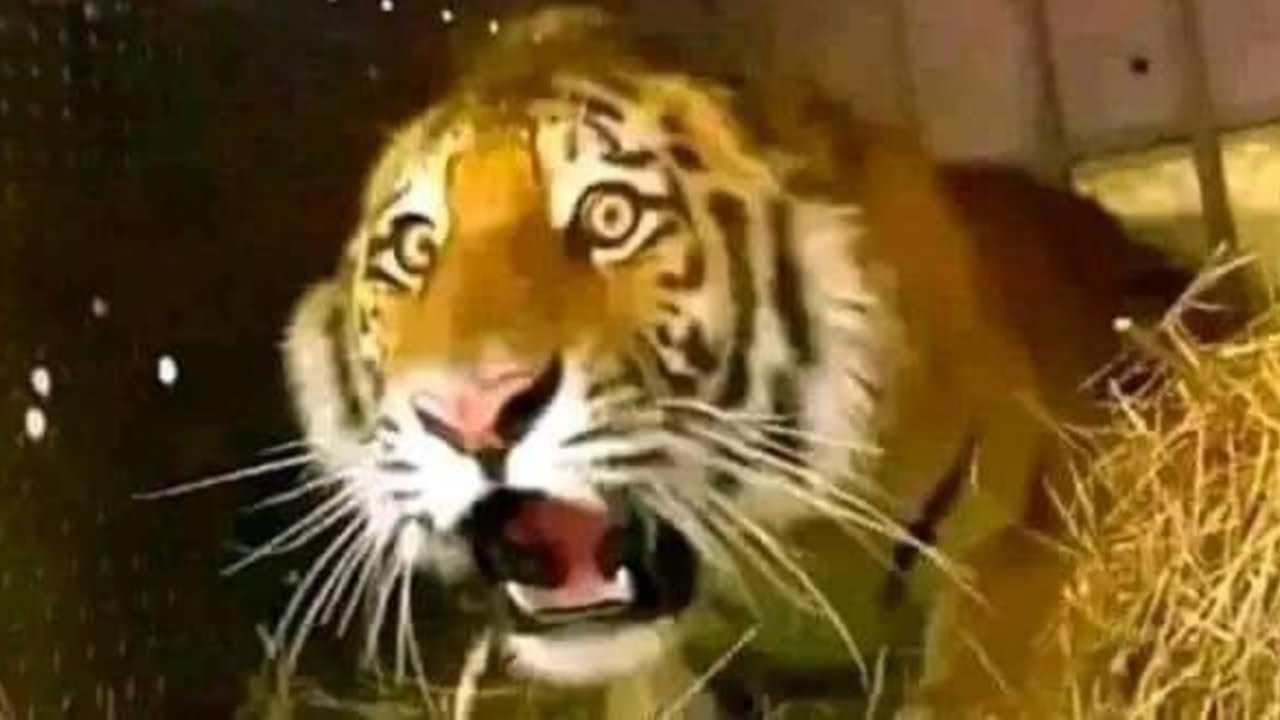 Creepypastas de fondo mientras Sr Nostálgico le lame la manguera a Santa