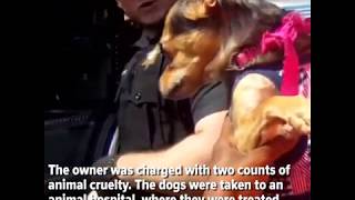 Two dogs trapped in a hot car