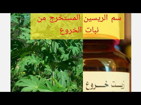 سم الريسين موجود في كل منزل والذي أستعمل في محاولة إغتيال ترامب وقبله أوباما