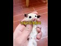 Can pets talk? #Sugar Glider #Cute Pet Debut Plan #Cute Pets Come to Life