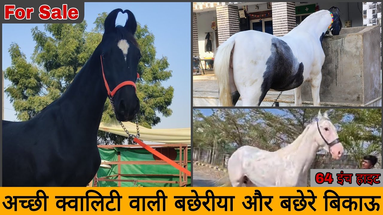 दो बेहतरीन सुन्दर बछेरिया और एक 64 हाइट का बछेरा बिकाऊ। #luxuryhorseworld #horseforsale #horse