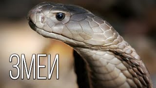 Змея: Королева Рептилий | Интересные факты про змей