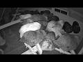 NIGHT VISION Chicken Coop LIVESTREAM - Chickens Roosting Chicken Coop Live WebCam #chickencoop